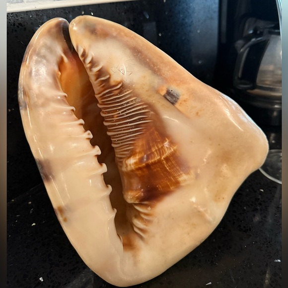 Large Natural Conch Shell - Picture 4 of 4